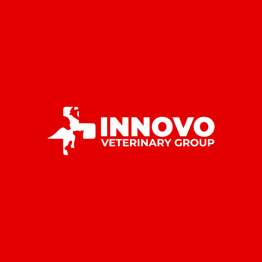 Innovovet SEO Case Study - Best website design company in canada